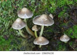 Attēlu rezultāti vaicājumam “Mycena epipterygia”