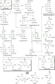 Attēlu rezultāti vaicājumam “Jungermannia subulata”