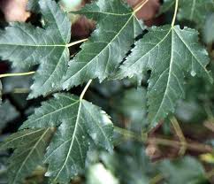 Attēlu rezultāti vaicājumam “Acer tataricum subsp. ginnala bud”