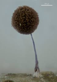 Attēlu rezultāti vaicājumam “Comatricha ellae spores”