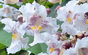 Attēlu rezultāti vaicājumam “Catalpa ovata flower”