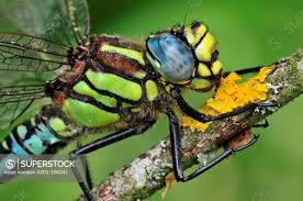 Attēlu rezultāti vaicājumam “Brachytron pratense”