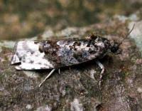 Attēlu rezultāti vaicājumam “Apotomis betuletana”