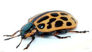 Attēlu rezultāti vaicājumam “Chrysomela vigintipunctata”