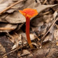 Attēlu rezultāti vaicājumam “Hygrocybe cantharellus”
