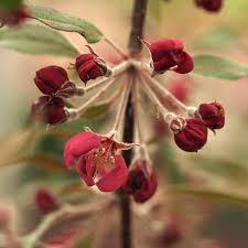 Attēlu rezultāti vaicājumam “Malus purpurea leaf”