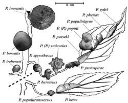 Attēlu rezultāti vaicājumam “Pemphigus borealis”