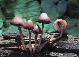 Attēlu rezultāti vaicājumam “Mycena haematopus”