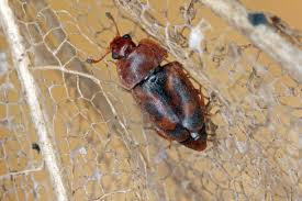 Attēlu rezultāti vaicājumam “Nitidulidae”