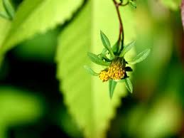 Attēlu rezultāti vaicājumam “Bidens frondosa flower”