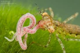 Attēlu rezultāti vaicājumam “nymph”