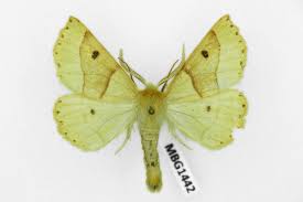 Attēlu rezultāti vaicājumam “Crocallis elinguaria”