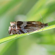 Attēlu rezultāti vaicājumam “Eucosma aspidiscana”