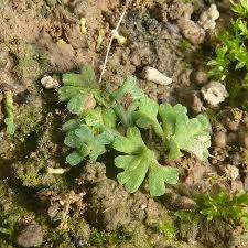 Attēlu rezultāti vaicājumam “Riccia glauca”