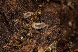 Attēlu rezultāti vaicājumam “Cantharis fusca larva”