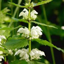 Attēlu rezultāti vaicājumam “Lamium album”