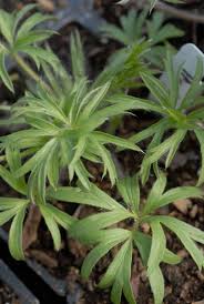 Attēlu rezultāti vaicājumam “Pulsatilla patens”