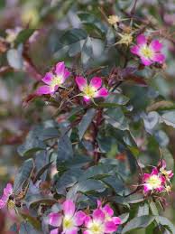 Attēlu rezultāti vaicājumam “Rosa glauca flower”