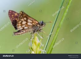 Attēlu rezultāti vaicājumam “Clossiana euphrosyne underside”