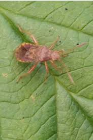 Attēlu rezultāti vaicājumam “Rhopalus maculatus”