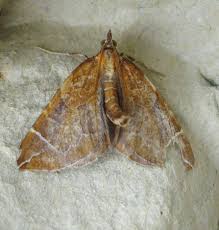 Attēlu rezultāti vaicājumam “Eulithis testata”