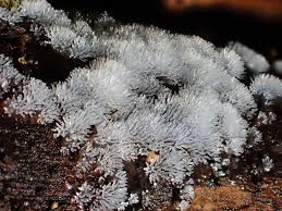 Attēlu rezultāti vaicājumam “Ceratiomyxa morchella spores”