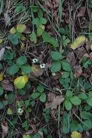 Attēlu rezultāti vaicājumam “Fragaria moschata leaf”