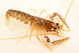 Image result for Homarus gammarus