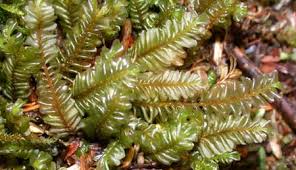 Attēlu rezultāti vaicājumam “Plagiochila”