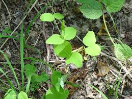 Attēlu rezultāti vaicājumam “Vicia pisiformis”
