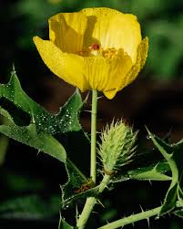 Attēlu rezultāti vaicājumam “Papaver argemone fruit”