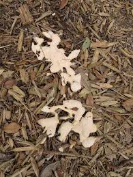 Attēlu rezultāti vaicājumam “Symphytocarpus flaccidus plasmodium”