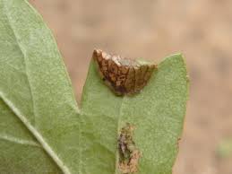 Attēlu rezultāti vaicājumam “Gracillaria syringella imago”