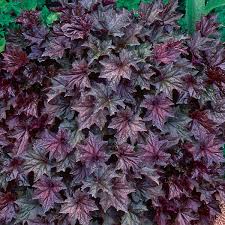 Image result for HEUCHERA americana 'Palace Purple Auslese'