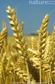 Attēlu rezultāti vaicājumam “Triticum aestivum”