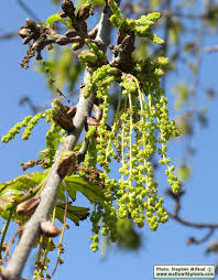 Attēlu rezultāti vaicājumam “Quercus robur male flower”