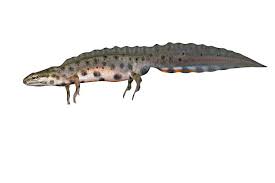 Attēlu rezultāti vaicājumam “Triturus vulgaris”