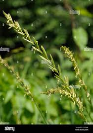 Attēlu rezultāti vaicājumam “Elytrigia repens”