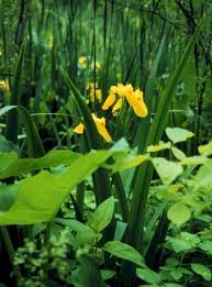 Attēlu rezultāti vaicājumam “Iris pseudacorus fruit”