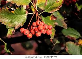 Attēlu rezultāti vaicājumam “Sorbus intermedia fruit”