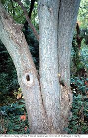 Attēlu rezultāti vaicājumam “Phellodendron amurense bud”