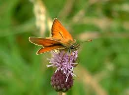 Attēlu rezultāti vaicājumam “Thymelicus sylvestris female”