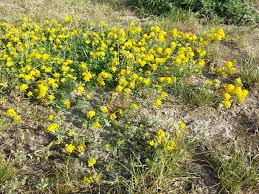 Attēlu rezultāti vaicājumam “Medicago sativa subsp. falcata”