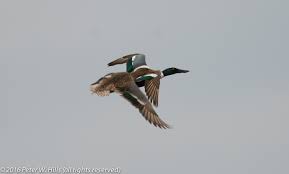 Attēlu rezultāti vaicājumam “Anas clypeata male”