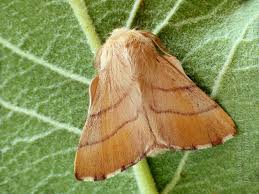 Attēlu rezultāti vaicājumam “Malacosoma neustria”