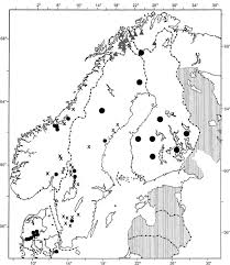 Attēlu rezultāti vaicājumam “Bembidion litorale”