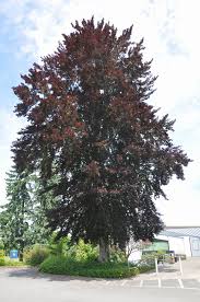 Attēlu rezultāti vaicājumam “Fagus sylvatica fo. purpurea fruit”