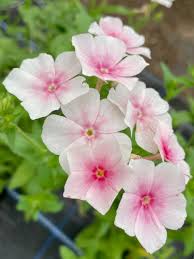 Image result for Phlox drummondii