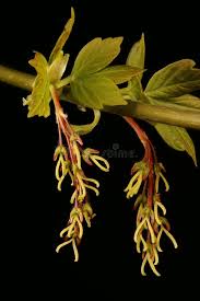 Attēlu rezultāti vaicājumam “Acer negundo female flower”