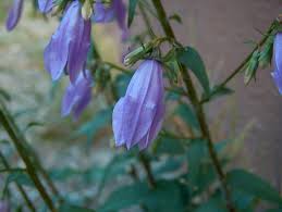 Attēlu rezultāti vaicājumam “Campanula rapunculoides flower”